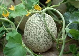 吃各种网红哈密瓜,品味时尚与甜蜜的碰撞